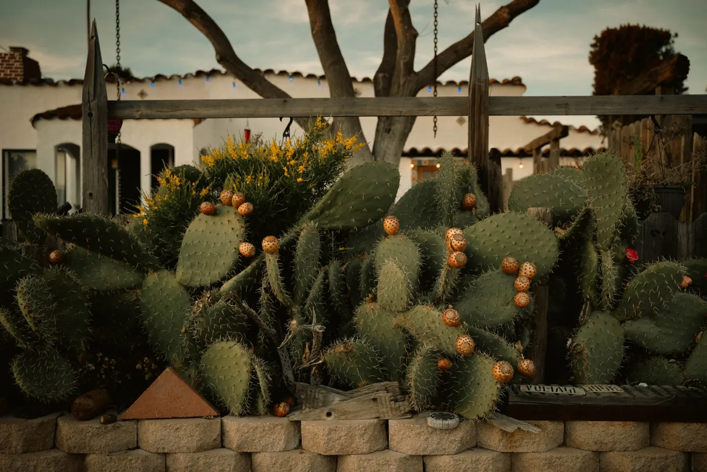 Southwestern desert garden with prickly pear cactus